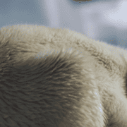 Eisbärenjunges schläft im Schnee