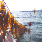 Kieler Meeresfarm, Zuckertnag wird an Leinen aus dem Wasser gehoben