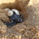 Lederschildkröte schlüpft aus Ei