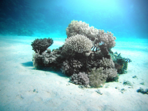 ausgeblichene Korallen am Meeresboden