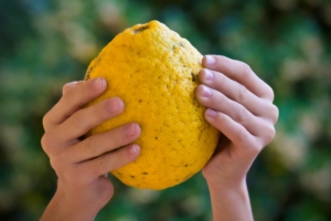 Zitrone in Händen