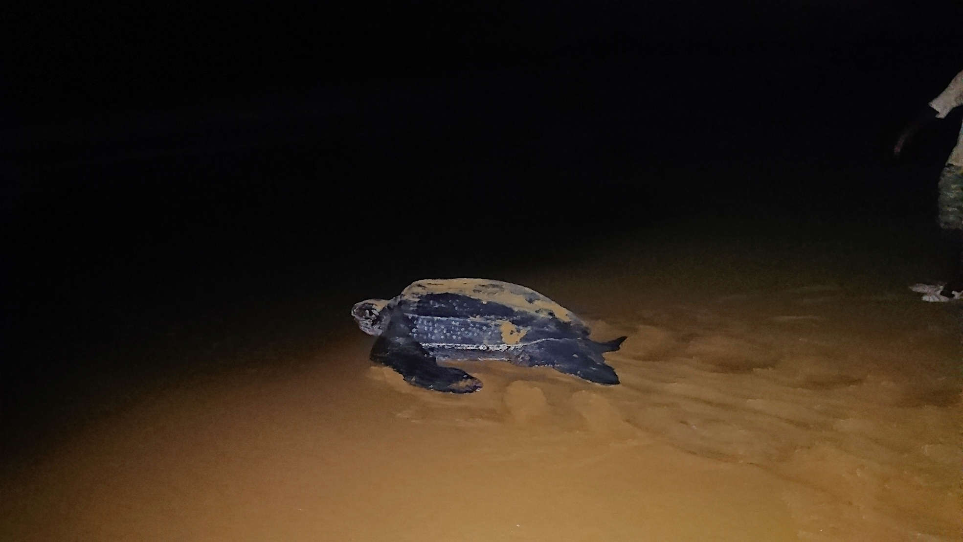 Lederschildkröte auf dem Weg zurück ins Meer