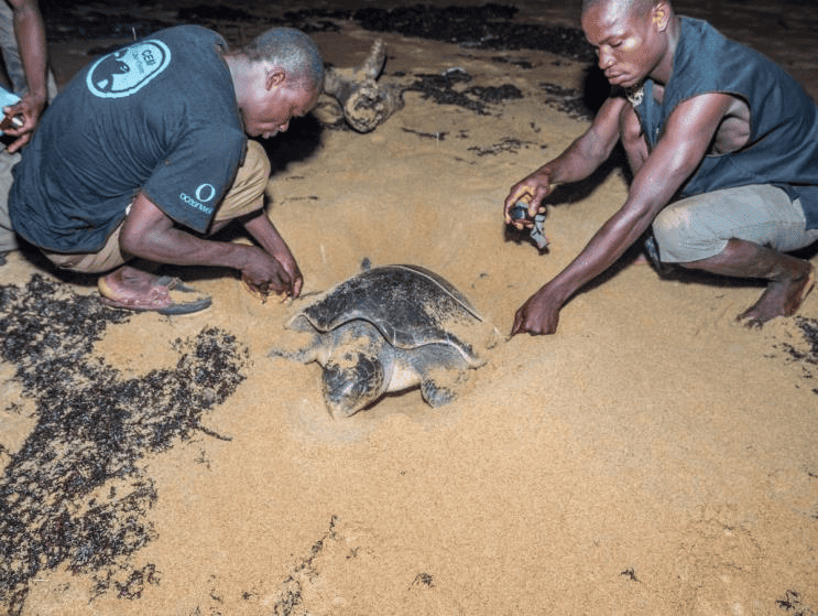 Oliv-Bastardschildkröte wird vermessen