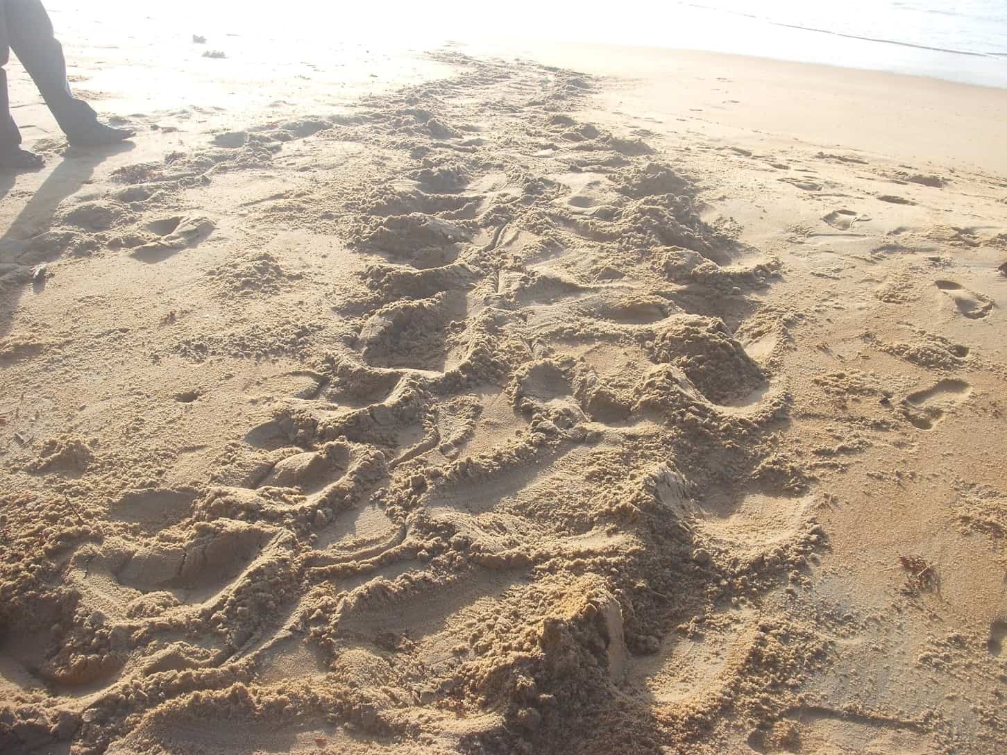 Spuren einer Lederschildkröte im Sand