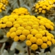 Helichrysum basalticum Blüten