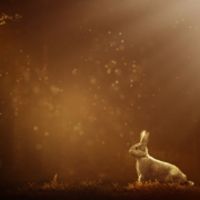 Kaninchen in freier Natur