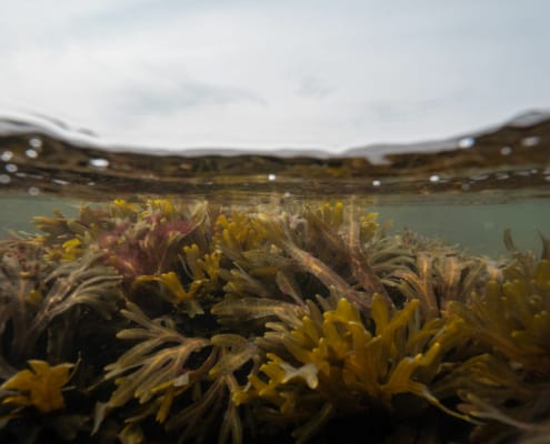 Bülk - Algen unter Wasser